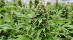 Outdoor cannabis plants producing dense buds thanks to bloom booster fertilizers.