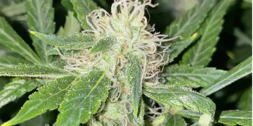 Close-up shot of a frosty cannabis bud with prominent white pistils and sparkling trichomes on the leaves.