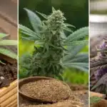 Three cannabis plants in various growth stages: a young seedling, a mature budding plant, and a vibrant purple-flowered cannabis strain.