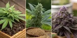 Three cannabis plants in various growth stages: a young seedling, a mature budding plant, and a vibrant purple-flowered cannabis strain.