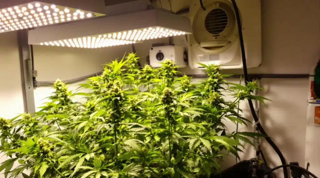 Indoor cannabis grow setup with lush green plants thriving under LED lights.
