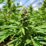 Cannabis plant growing in soil with dense buds, thriving under sunlight.