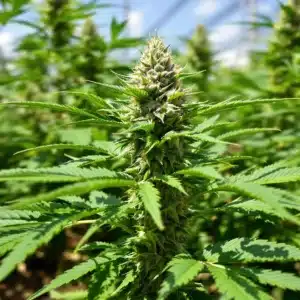 Cannabis plant growing in soil with dense buds, thriving under sunlight.