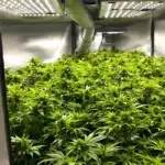 Indoor cannabis strains thriving under LED lights with vibrant green leaves.