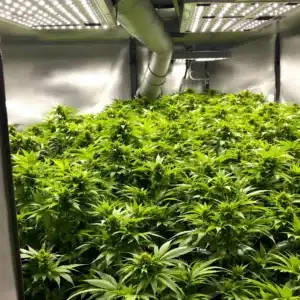 Indoor cannabis strains thriving under LED lights with vibrant green leaves.