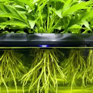 Healthy hydroponic cannabis plant supported by the best nutrients for hydroponics.