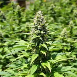 Outdoor cannabis plants in flowering stage with thick, resin-covered buds.