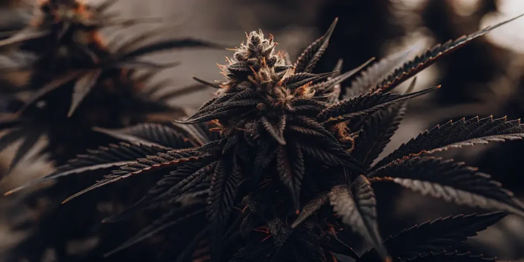 Hyper-realistic macro shot of a mature Blueberry Kush cannabis bud with dark purple leaves and light orange pistils, set against a blurred background.