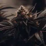 Hyper-realistic macro shot of a mature Blueberry Kush cannabis bud with dark purple leaves and light orange pistils, set against a blurred background.