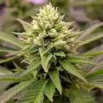 Cannabis plant in late flowering stage with dense, trichome-rich buds from bud hardener nutrients.