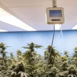 Hyper-realistic indoor cannabis grow room featuring lush plants, a humidity/temperature meter reading "TEMPERATURE" and "HUMIDITY," and bright overhead lights.