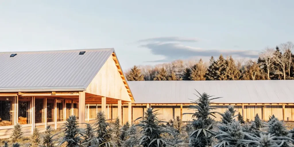 Outdoor cannabis farm with mature plants and modern wooden buildings with metal roofs at dawn.