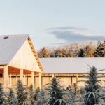 Outdoor cannabis farm with mature plants and modern wooden buildings with metal roofs at dawn.