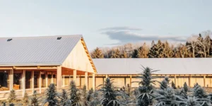 Outdoor cannabis farm with mature plants and modern wooden buildings with metal roofs at dawn.