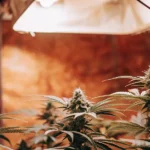 Hyper-realistic close-up of cannabis plants with dense buds, under warm overhead grow lights, with reddish-orange wall in background.