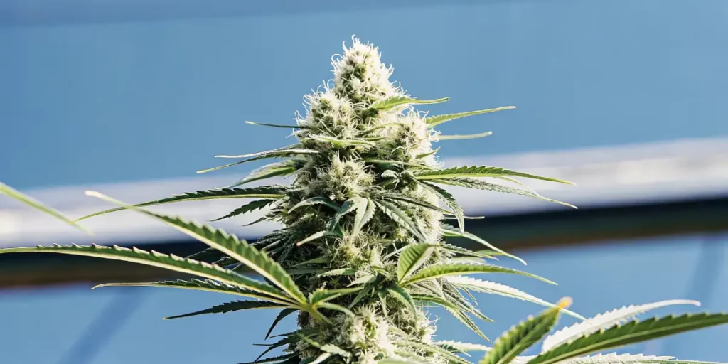 Tall cannabis plant with resinous buds, green leaves, and natural light in the background.
