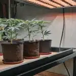 Indoor cannabis grow: potted seedlings under a warm red grow light.