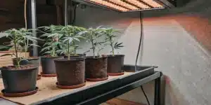 Indoor cannabis grow: potted seedlings under a warm red grow light.