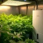 Cannabis grow tent with a dehumidifier and LED lighting