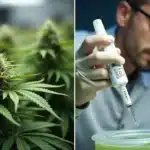 Close-up of a cannabis plant and a scientist testing hydroponic nutrient solution.