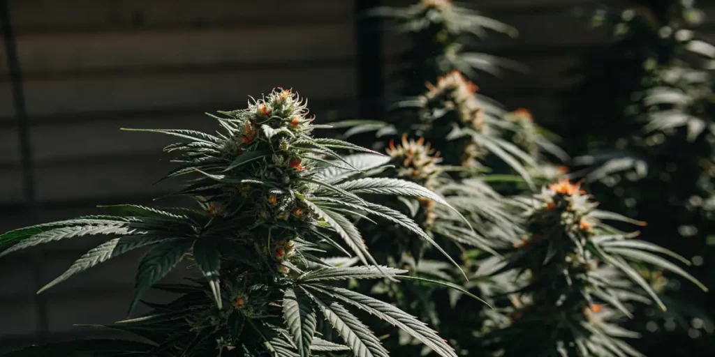 Several cannabis plants growing tall, with dense buds and green leaves, basking in natural sunlight in a field.
