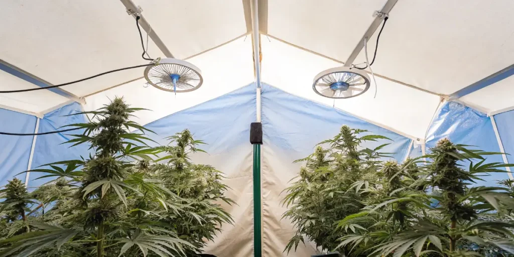 Hyper-realistic image of mature indoor cannabis plants with large buds under circulating fans in a grow tent.