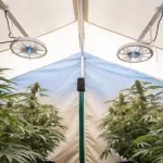 Hyper-realistic image of mature indoor cannabis plants with large buds under circulating fans in a grow tent.