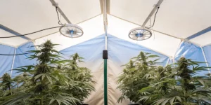 Hyper-realistic image of mature indoor cannabis plants with large buds under circulating fans in a grow tent.