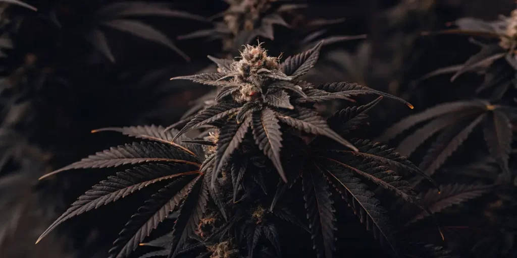 Dense cannabis bud with glistening trichomes and vibrant green leaves