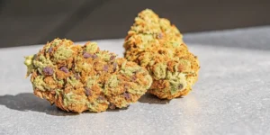 Close-up of cannabis buds with purple hues, green leaves, and frosty trichomes.