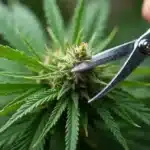 Close up of best bud trimmer scissors trimming a live cannabis plant
