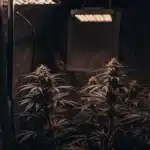 Hyper-realistic split-screen illustration comparing dark-toned cannabis plants under dim lights in a grow tent.