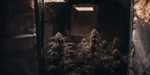 Hyper-realistic split-screen illustration comparing dark-toned cannabis plants under dim lights in a grow tent.
