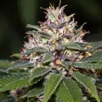 Close-up of dense blue weed buds with a frosty appearance, highlighted by sunlight in a green natural background.