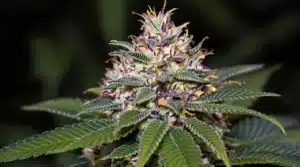 Close-up of dense blue weed buds with a frosty appearance, highlighted by sunlight in a green natural background.