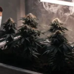 Hand adjusting a small cannabis plant in a tray, next to "Organic Cannabis Fertilizer" bag, with smoke and grow lights above.