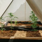 Hyper-realistic image of young green plants in mounds of soil on black ground cover, next to a row of straw mulch, in a wide open field.