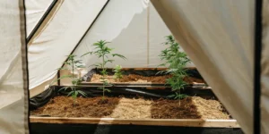 Hyper-realistic image of young green plants in mounds of soil on black ground cover, next to a row of straw mulch, in a wide open field.