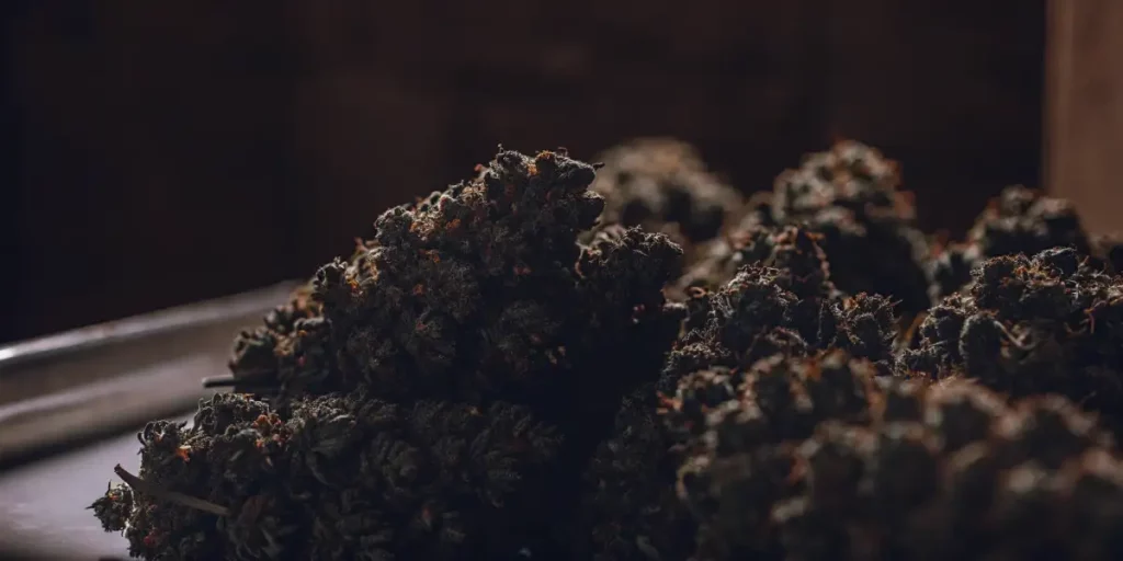 Close-up of frosty cannabis buds with green leaves and orange hairs.
