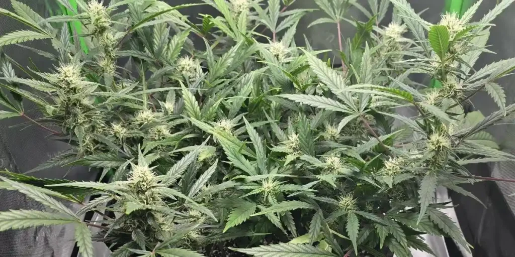 Lush 1 CA CBD cannabis plants with dense buds and healthy green leaves in an indoor grow tent setup