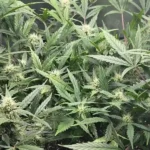 Lush 1 CA CBD cannabis plants with dense buds and healthy green leaves in an indoor grow tent setup