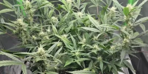 Lush 1 CA CBD cannabis plants with dense buds and healthy green leaves in an indoor grow tent setup