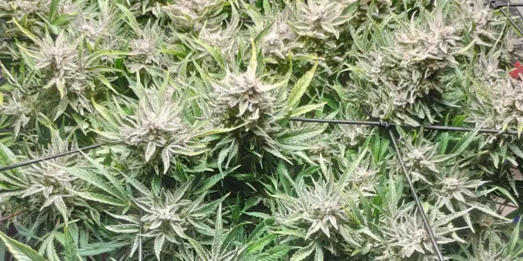 Canopy of Amnesia CBD Auto cannabis plants with frosty buds and vibrant green foliage, supported by trellis for even growth