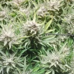 Canopy of Amnesia CBD Auto cannabis plants with frosty buds and vibrant green foliage, supported by trellis for even growth