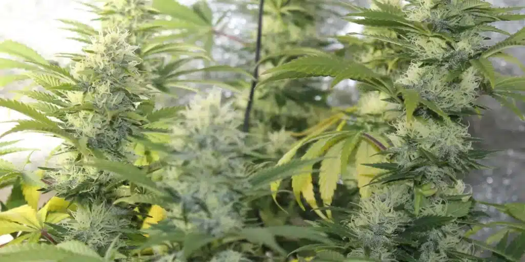 Lush Blue Moonrocks cannabis plants with dense, frosty buds and vibrant green leaves in a controlled grow environment