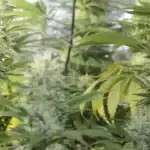 Lush Blue Moonrocks cannabis plants with dense, frosty buds and vibrant green leaves in a controlled grow environment