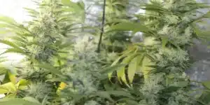 Lush Blue Moonrocks cannabis plants with dense, frosty buds and vibrant green leaves in a controlled grow environment