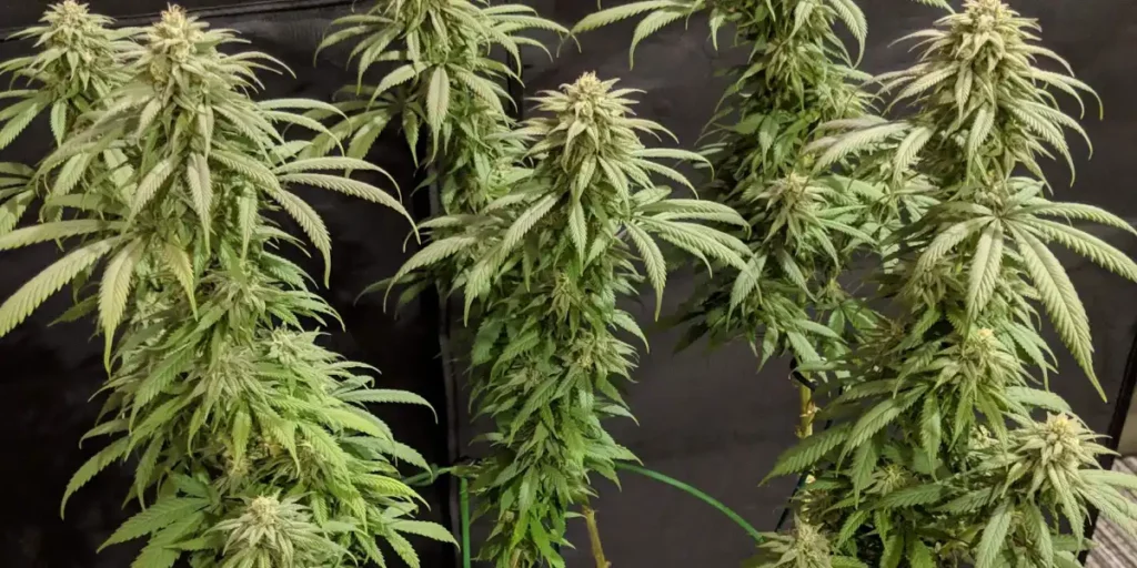Healthy Blueberry Kush plants with tall structures, dense buds, and vibrant green leaves in an indoor grow setup