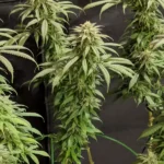 Healthy Blueberry Kush plants with tall structures, dense buds, and vibrant green leaves in an indoor grow setup