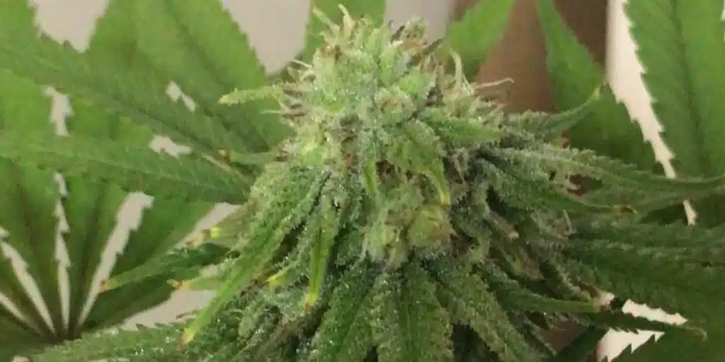 Close-up of a Blueberry Regular cannabis bud, glistening with resin and surrounded by vibrant green leaves